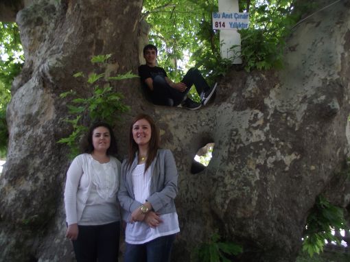  KIRKLARELİ ; Vize İlçesi Çakıllı Beldesi  814 yaşındaki Çınar ağacı / 3 Haziran 2012 Pz. 13:39